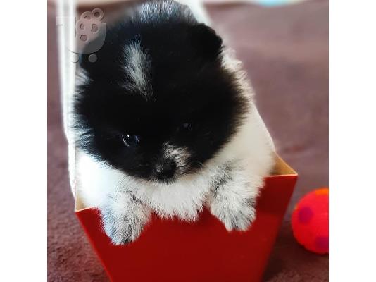 Pomeranian